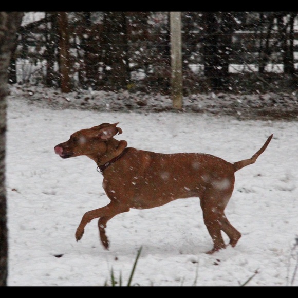 Meet your Posher, Polyanna - Picture 1 of 1